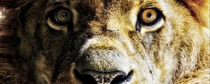 Preview wallpaper lion, animal, big cat, predator, muzzle