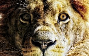 Preview wallpaper lion, animal, big cat, predator, muzzle