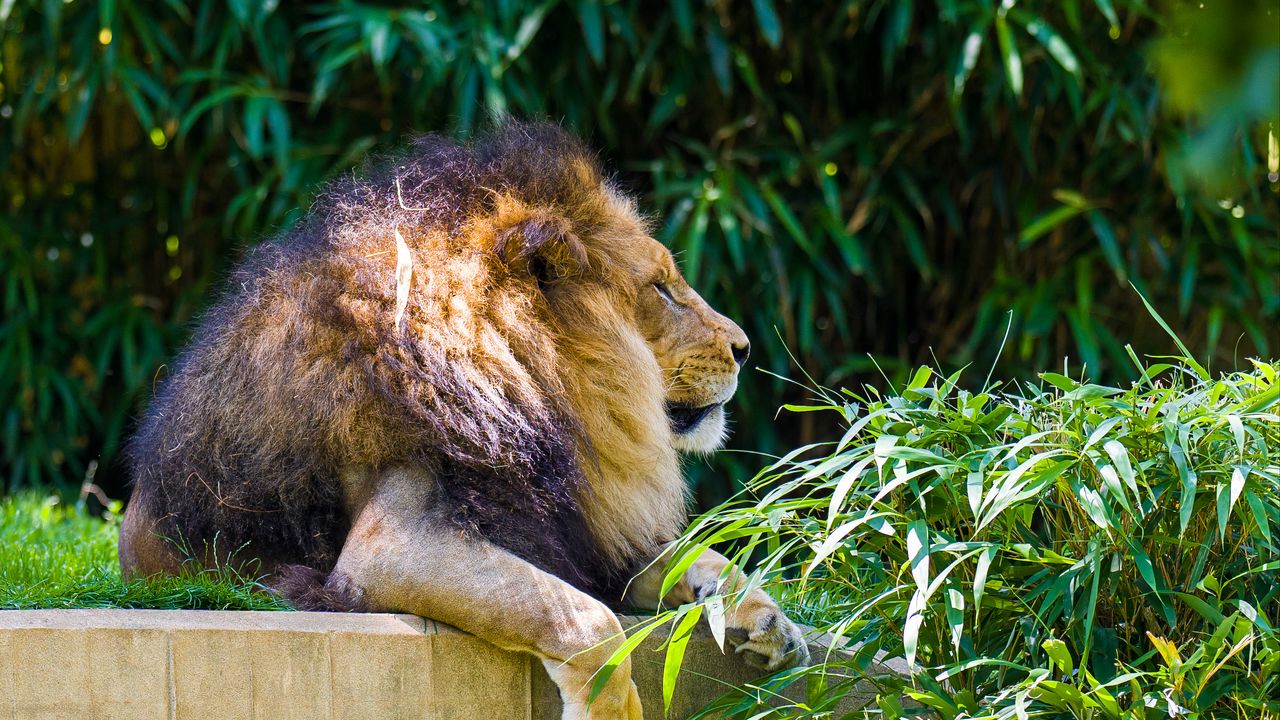 Wallpaper lion, animal, big cat