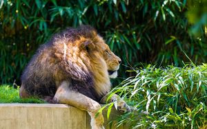 Preview wallpaper lion, animal, big cat