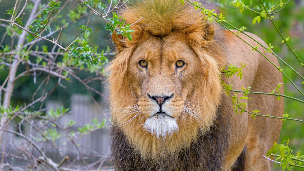 Wallpaper lion, animal, big cat, predator, branches
