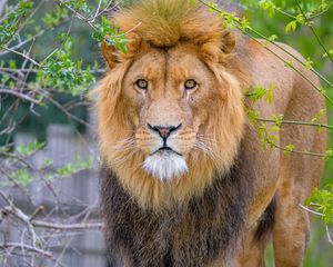 Preview wallpaper lion, animal, big cat, predator, branches
