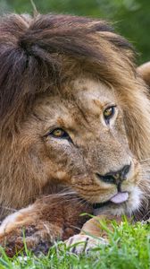 Preview wallpaper lion, animal, glance, grass, nature