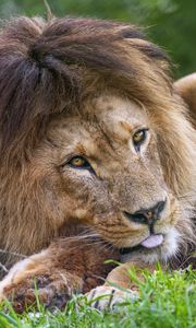 Preview wallpaper lion, animal, glance, grass, nature