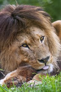 Preview wallpaper lion, animal, glance, grass, nature