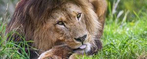 Preview wallpaper lion, animal, glance, grass, nature