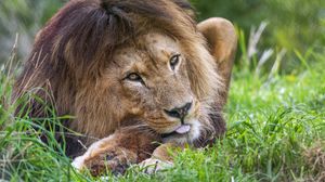 Preview wallpaper lion, animal, glance, grass, nature