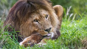 Preview wallpaper lion, animal, glance, grass, nature