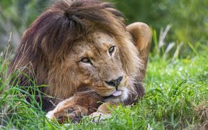 Preview wallpaper lion, animal, glance, grass, nature