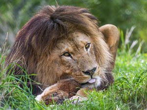 Preview wallpaper lion, animal, glance, grass, nature