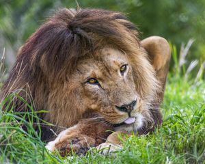 Preview wallpaper lion, animal, glance, grass, nature