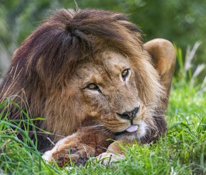 Preview wallpaper lion, animal, glance, grass, nature