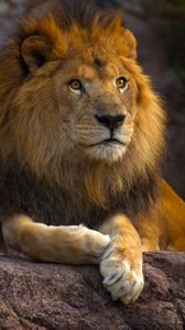 Preview wallpaper lion, animal, glance, big cat