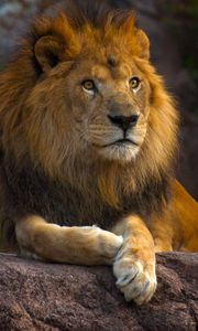 Preview wallpaper lion, animal, glance, big cat