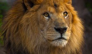 Preview wallpaper lion, animal, glance, big cat