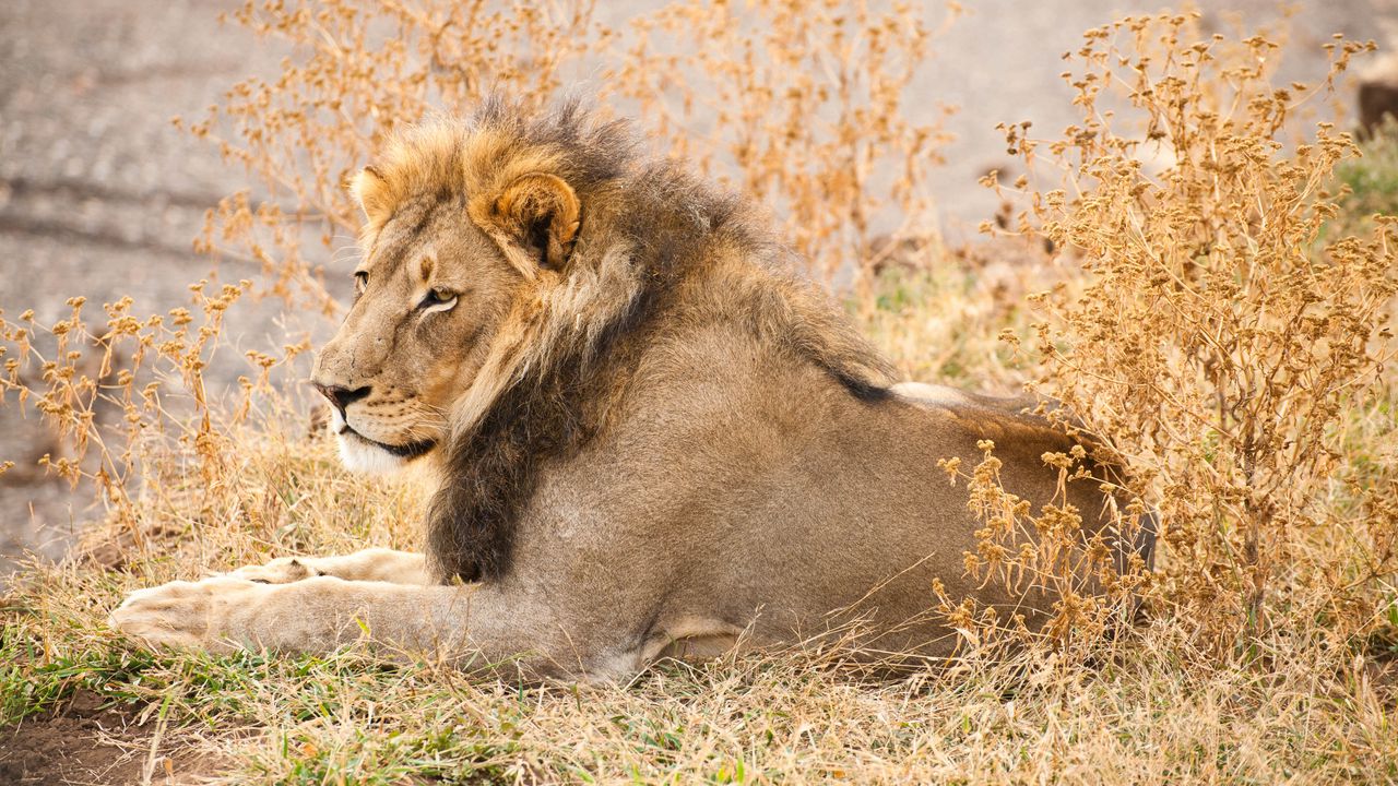 Wallpaper lion, animal, glance, predator, big cat