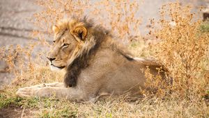 Preview wallpaper lion, animal, glance, predator, big cat