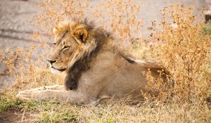 Preview wallpaper lion, animal, glance, predator, big cat