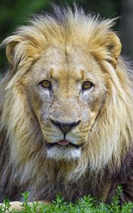 Preview wallpaper lion, animal, glance, protruding tongue, big cat, funny
