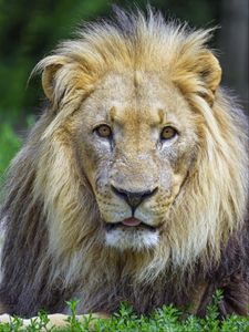 Preview wallpaper lion, animal, glance, protruding tongue, big cat, funny