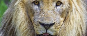 Preview wallpaper lion, animal, glance, protruding tongue, big cat, funny