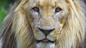 Preview wallpaper lion, animal, glance, protruding tongue, big cat, funny