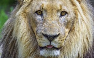 Preview wallpaper lion, animal, glance, protruding tongue, big cat, funny