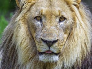 Preview wallpaper lion, animal, glance, protruding tongue, big cat, funny
