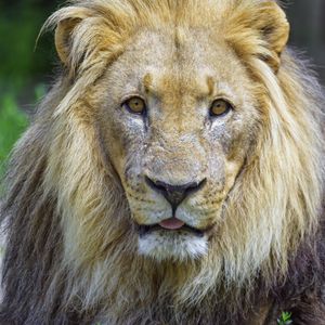 Preview wallpaper lion, animal, glance, protruding tongue, big cat, funny