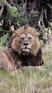 Preview wallpaper lion, animal, grass, predator