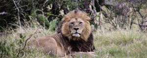 Preview wallpaper lion, animal, grass, predator