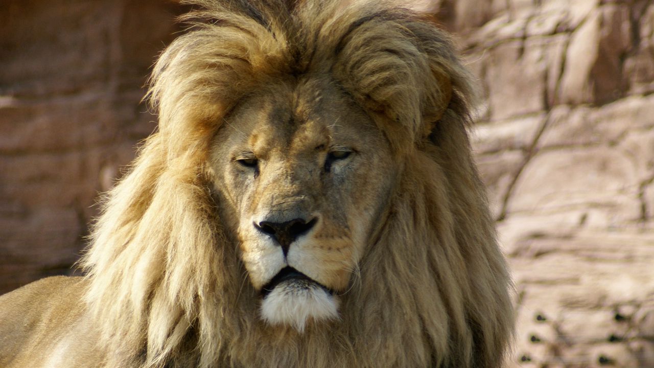 Wallpaper lion, animal, king of beasts, big cat, brown