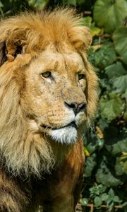 Preview wallpaper lion, animal, mane, predator, big cat