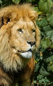 Preview wallpaper lion, animal, mane, predator, big cat
