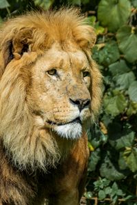 Preview wallpaper lion, animal, mane, predator, big cat