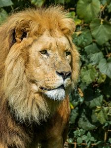 Preview wallpaper lion, animal, mane, predator, big cat