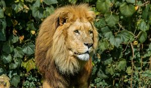 Preview wallpaper lion, animal, mane, predator, big cat