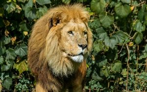 Preview wallpaper lion, animal, mane, predator, big cat