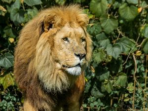 Preview wallpaper lion, animal, mane, predator, big cat