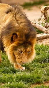 Preview wallpaper lion, animal, mane, wildlife
