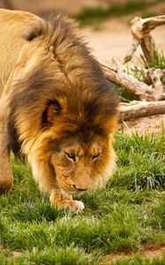 Preview wallpaper lion, animal, mane, wildlife
