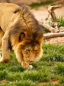 Preview wallpaper lion, animal, mane, wildlife