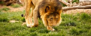 Preview wallpaper lion, animal, mane, wildlife