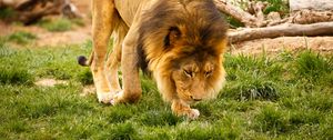 Preview wallpaper lion, animal, mane, wildlife