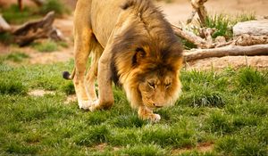Preview wallpaper lion, animal, mane, wildlife