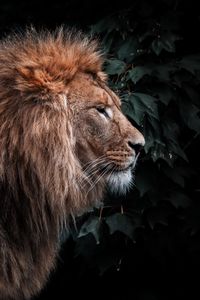 Preview wallpaper lion, animal, predator, head, mane