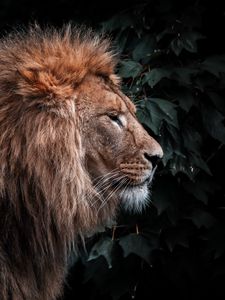 Preview wallpaper lion, animal, predator, head, mane
