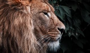 Preview wallpaper lion, animal, predator, head, mane