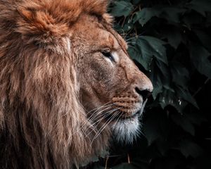Preview wallpaper lion, animal, predator, head, mane
