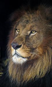 Preview wallpaper lion, animal, predator, king of beasts, head, glance